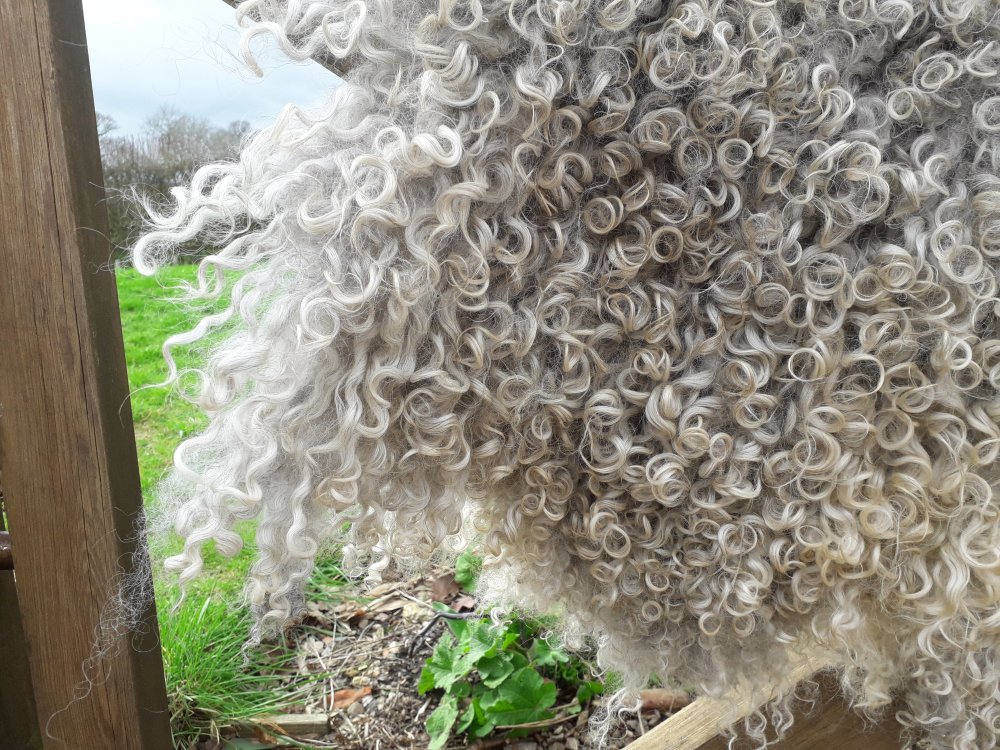 Gotland Fleece Wool Rug - SOLD - Image 3
