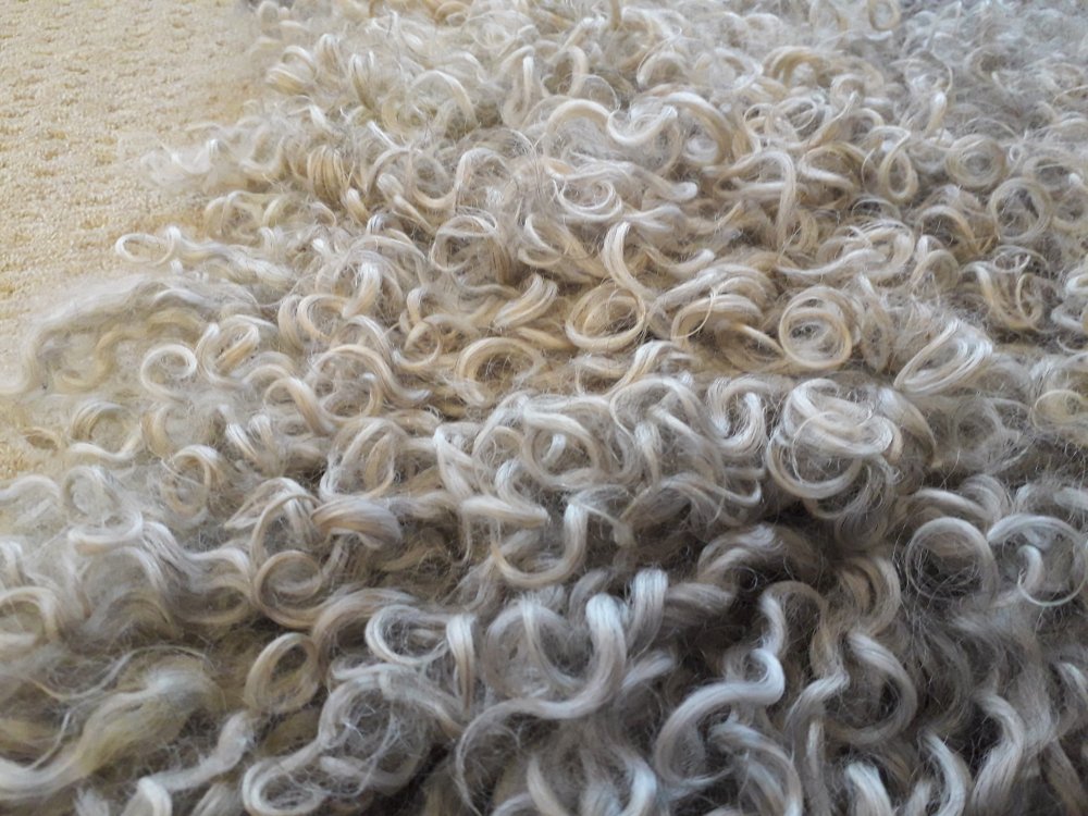Close up - Gotland Wool curls