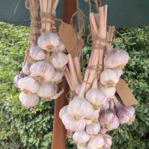 Tied Garlic Bunches