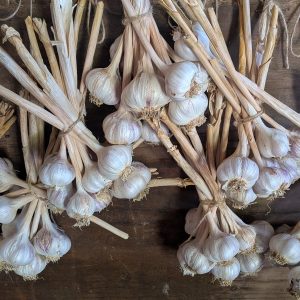 Kingsland Wight Garlic Bunch