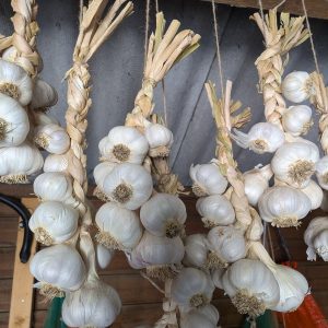 Solent Wight garlic plaits